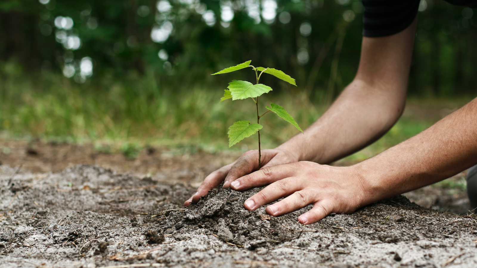 Help to Trees Plantation